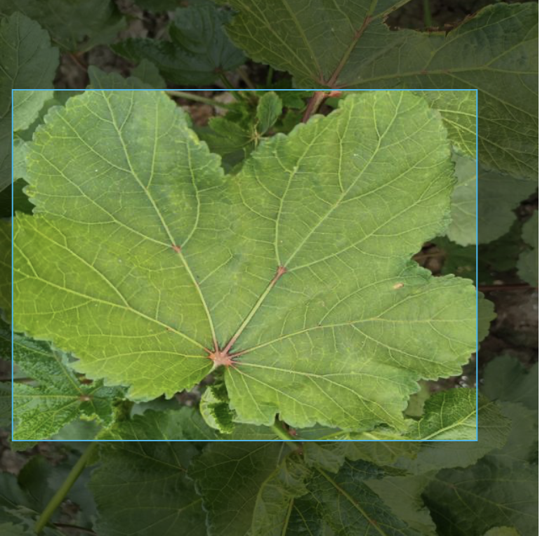 Plant Doc: On-Device Plant Disease Detection