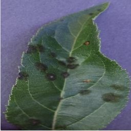 Plant Doc: On-Device Plant Disease Detection screenshot 3